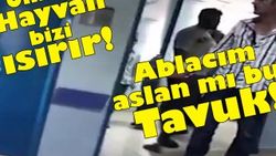 Yaralı tavuğu hastaneye götüren koca yürekli adam