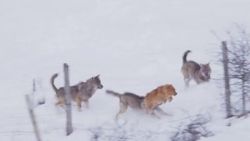 Kurtlara yem olmaktan son anda kurtulan köpek