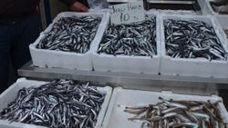 Fatsa’da yerli hamsi 10 TL’ye düştü