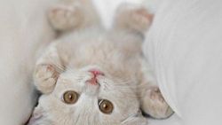 Eski sevgiliyle kedi kavgası mahkemelik oldu