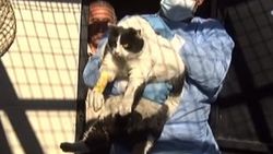Obez kedi, yemekten zehirlendi