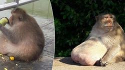 Maymunlar da obez olabilir - İZLE