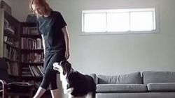 Süper yetenekli fenomen köpek