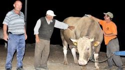 2.2 tonluk kurbanlık görücüye çıktı