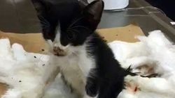 Antalya'da kedi katliamı