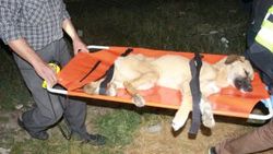 Enkazdan 16 saat sonra kurtarılan köpeğin durumu stabil