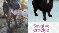 Ölmek üzereyken bulunan Çin aslanı, hayata tutundu