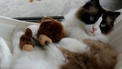Sevimli kedinin hamak keyfi