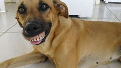 Brezilya'da köpek bahçesinde takma diş buldu