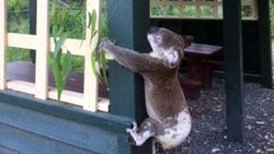 Avustralya'da direğe çivilenmiş ölü koala bulundu