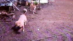 Tavuk çiftliğine dalan köpekler tavukları telef etti