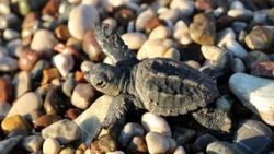 575 bin deniz kaplumbağası yavrusu denizle buluştu