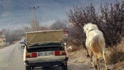 Atı arabaya bağlayıp koşturdular