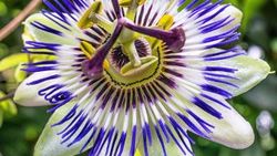 Passiflora nedir