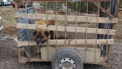 Kayseri'de köpek dövüştürenlere operasyon