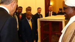 Erdoğan'a hediye edilen aslanlar yuvalarına kavuştu