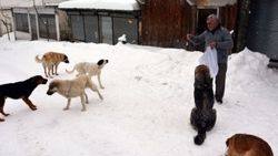 Ordu'da sokak hayvanlarına yemek ve ekmek veriliyor