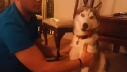 Uyuşturucu yiyen Sibirya kurdu kendini kaybetti