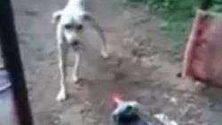 Köpeğe horozlanan horoz İZLE
