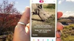 Son kuzey beyaz gergedanı Tinder'da arkadaş arıyor