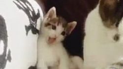 Annesini taklit eden sevimli kedi