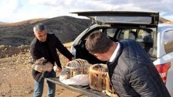 Siirt'te, koruma altındaki oklu kirpi öldürüldü