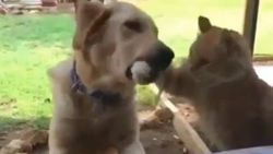 Köpeğin boynunu büken zalim kedi