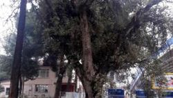 Tarihi ağaç yaya alt geçidi projesini değiştirtti