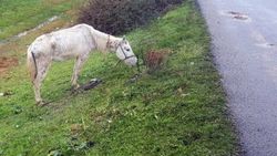 Samsun'da ölüme terk edilen at kurtarıldı