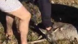 Yaralı karacayı köpeklerin elinden kurtardılar