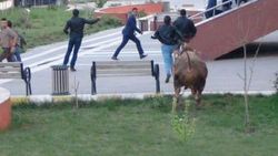 Şanlıurfa'da kaçan boğa adliye bahçesine girdi