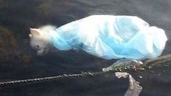Sarıyer sahilinde denize atılmış köpek cesedi bulundu