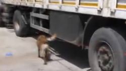 Narkotik köpeği esansa rağmen 76 kilo uyuşturucu yakalattı