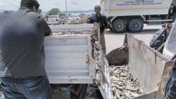Van'da 3,5 ton inci kefali ele geçirildi