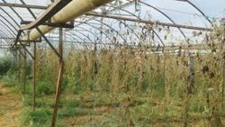 Serada 2 milyonluk hint keneviri ele geçirildi