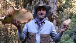 Ordu'da çağman mantarı için ayılarla yarışılıyor