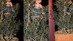 Serenay Sarıkaya çalılara saklandı