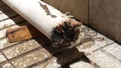 Elektrik direğine sıkışan kediyi itfaiye kurtardı