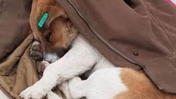 Üşüyen sokak köpeğini montuyla ısıttı
