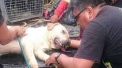 Enkazda arama yapan köpek yorgunluktan öldü