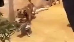 Birbirine giren tavukları köpek ayırdı