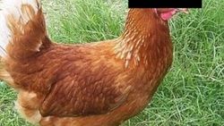 Fransa'da tavuğa tecavüz eden adama 3 ay hapis