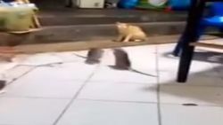 Farelerin kavgasını kedi uzaktan seyretti