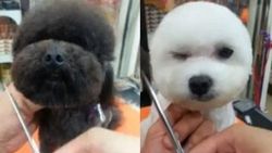 Yemek için kedi ve köpek öldürmek yasaklandı
