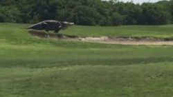 ABD'de golf sahasına timsah girdi İZLE