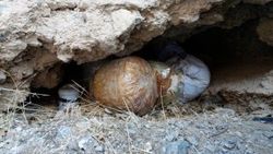 Hakkari'de 2 ton amonyum nitrat ele geçirildi