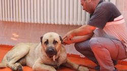 Kangallardaki tümör ameliyatla alındı