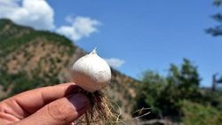 Tunceli sarımsağı koparan 38 bin TL ceza yiyecek
