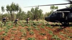 Diyarbakır'da esrar operasyonunda rekor kırıldı