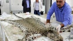 Diyarbakır'da öldürülen leopar ölümsüzleşecek